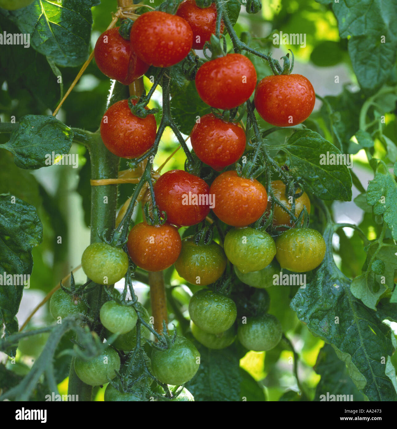 Reife Tomaten Gärtner Freude im Gewächshaus Stockfoto