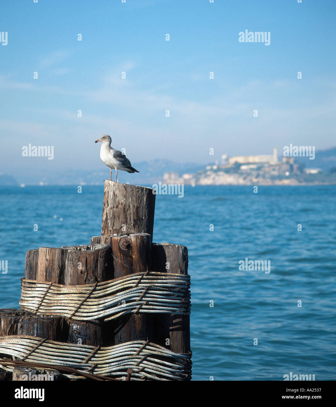 Möwe auf einer Spundwand mit Alcatraz hinter, genommen von Fishermans Wharf, San Francisco, Kalifornien, USA Stockfoto