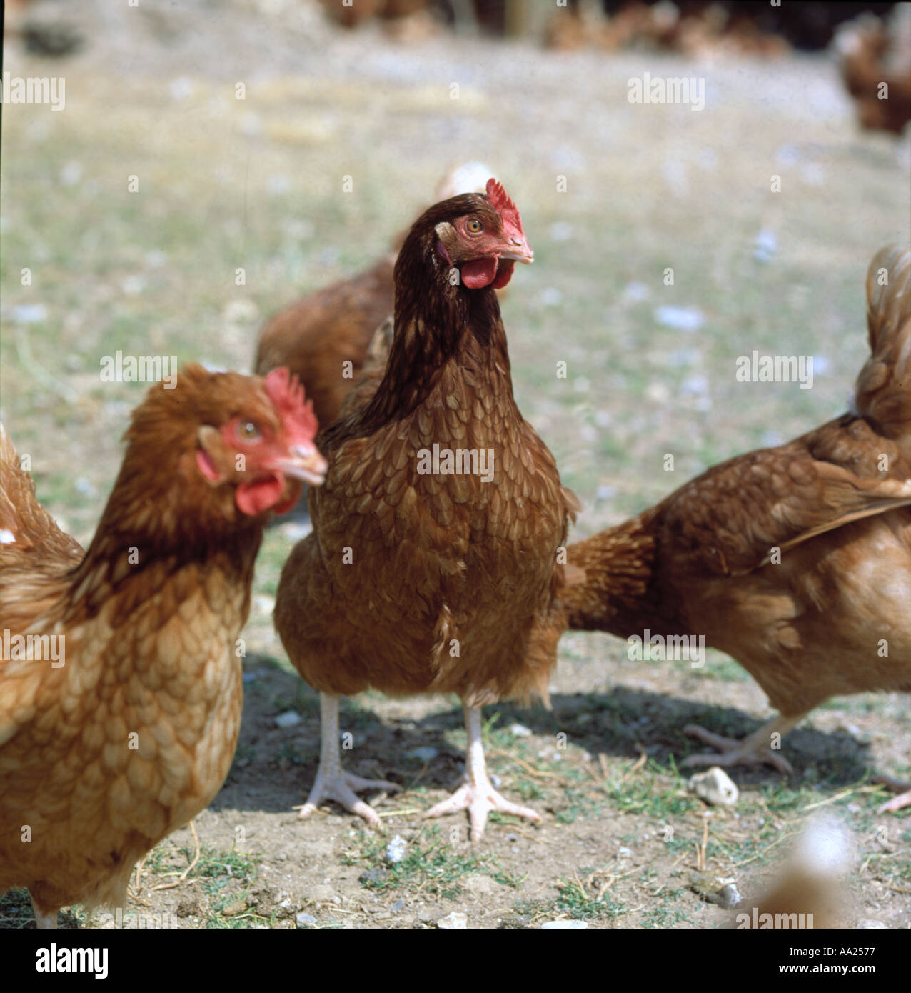 Freilaufenden Hühnern im Hof Eiablage Einheit Stockfoto