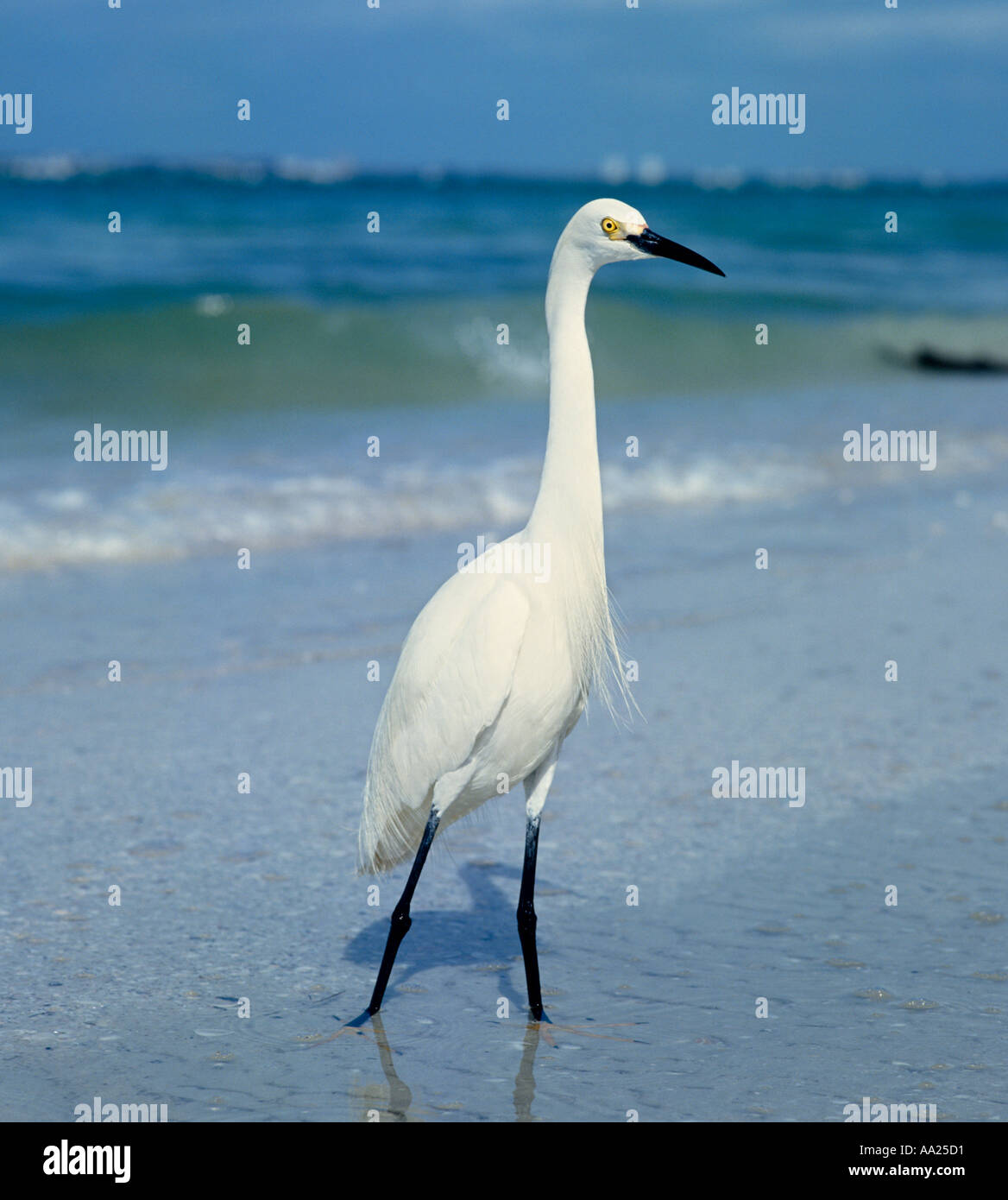 Snowy Silberreiher (Egretta unaufger), Sanibel Island, Florida, USA Stockfoto