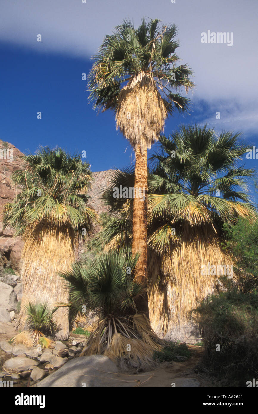 Kalifornien Anza Borrego Desert State Park Borrego Palm Canyon Nature Trail California Fan Palm oasis Stockfoto