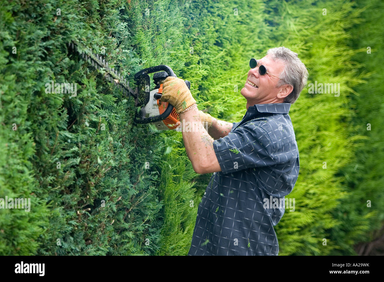 Kettensage Hecke Schneiden