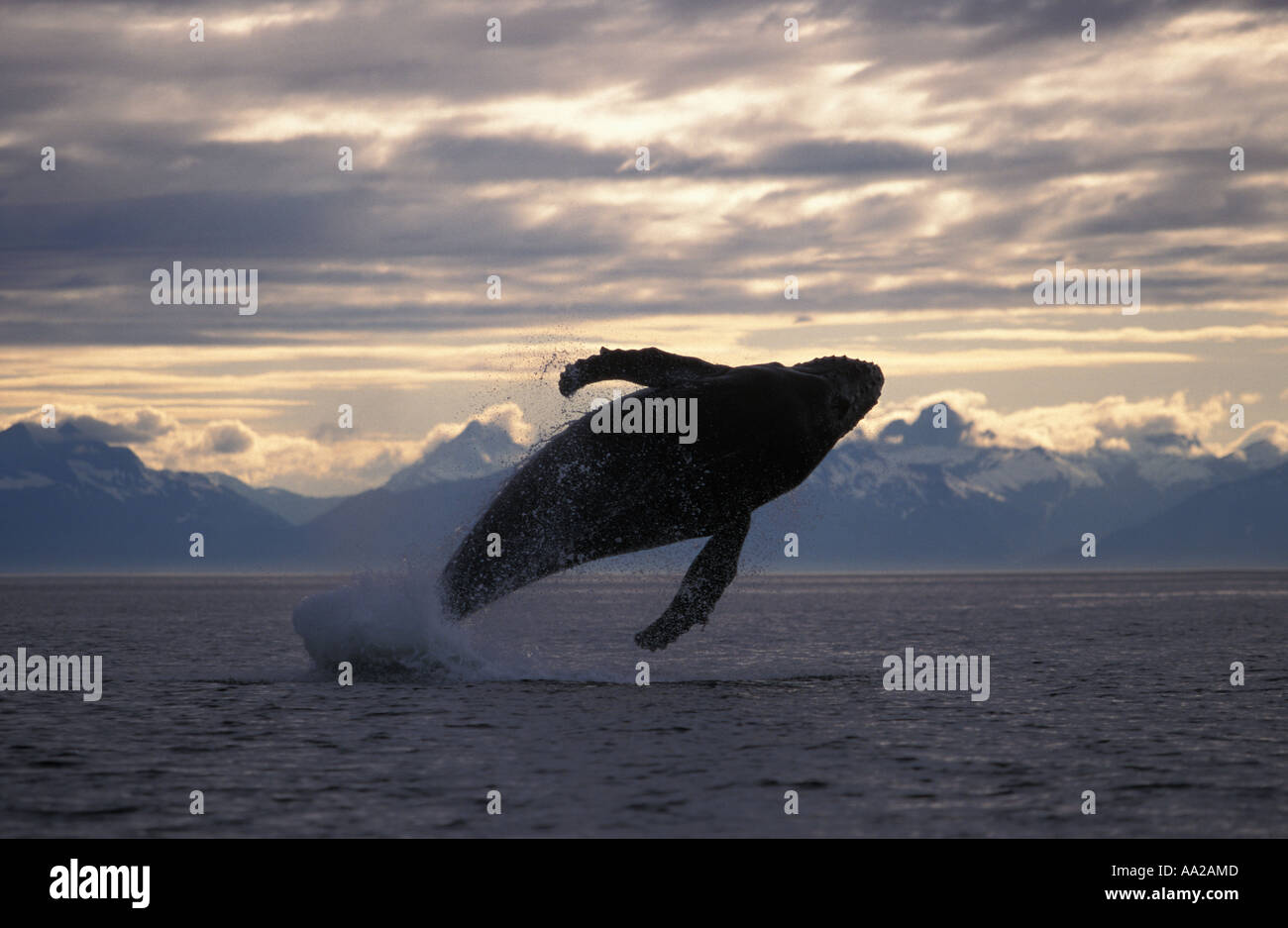 mi25 Buckelwal, Impressionen Novaeangliae verletzt. Pazifik Alaska USA. Foto Copyright Brandon Cole Stockfoto