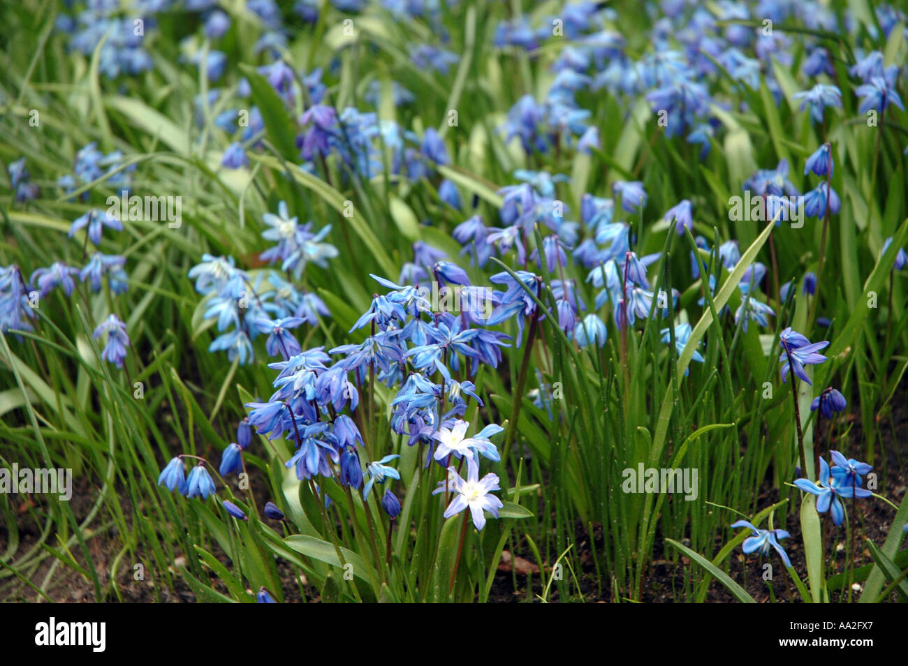 Sibirischer Blaustern Scilla Sibirica Blumen Stockfoto