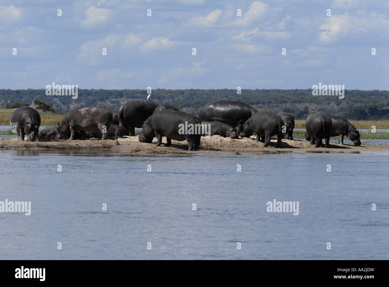 Flusspferde Chobe Fluss Chobe Nationalpark-Botswana-Südafrika Stockfoto