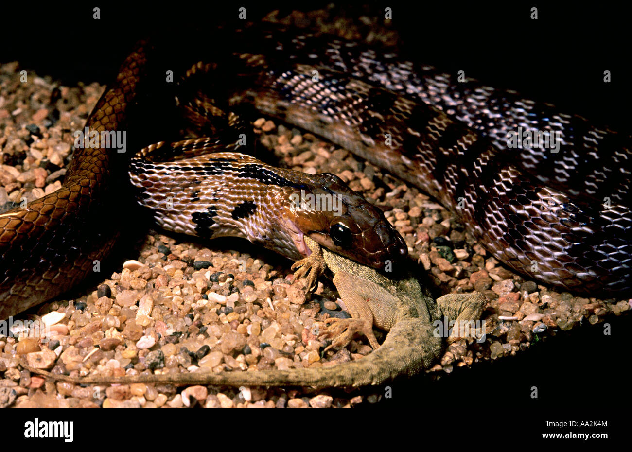 GEMEINSAMEN Schmuckstück Schlange Coelognathus Helena Helena. Nicht giftig, gemeinsame. Essen einen Brooks-Gecko Stockfoto