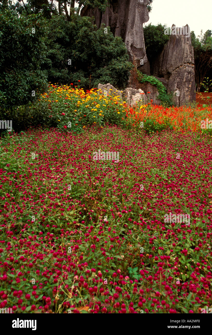 Wilde Blumen vor Karst Kalkstein-Formationen in Shilin Stein Wald Yunnan Provinz China Asien Stockfoto