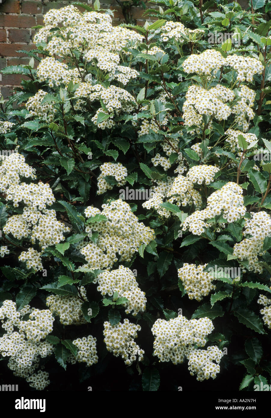 Olearia Macrodonta, Daisy Strauch, weiße Blüten, Gartenpflanze Stockfoto