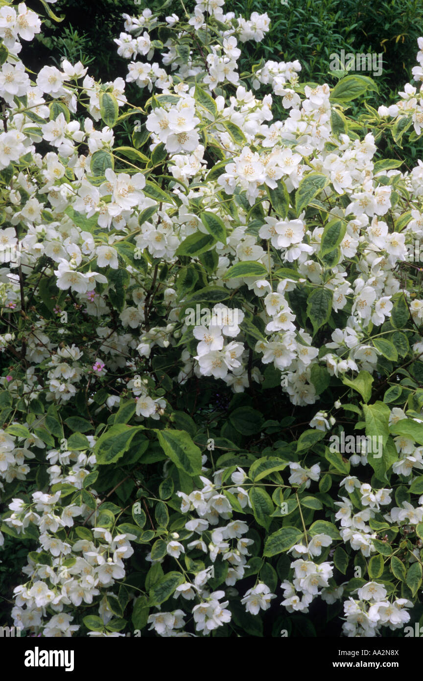 Philadelphus 'Debureaux', weiße duftende Blüten, Gartenpflanze Stockfoto
