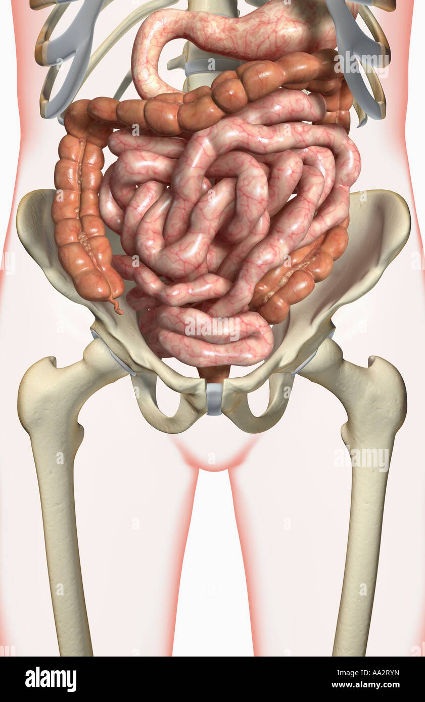 Das Verdauungssystem Stockfoto