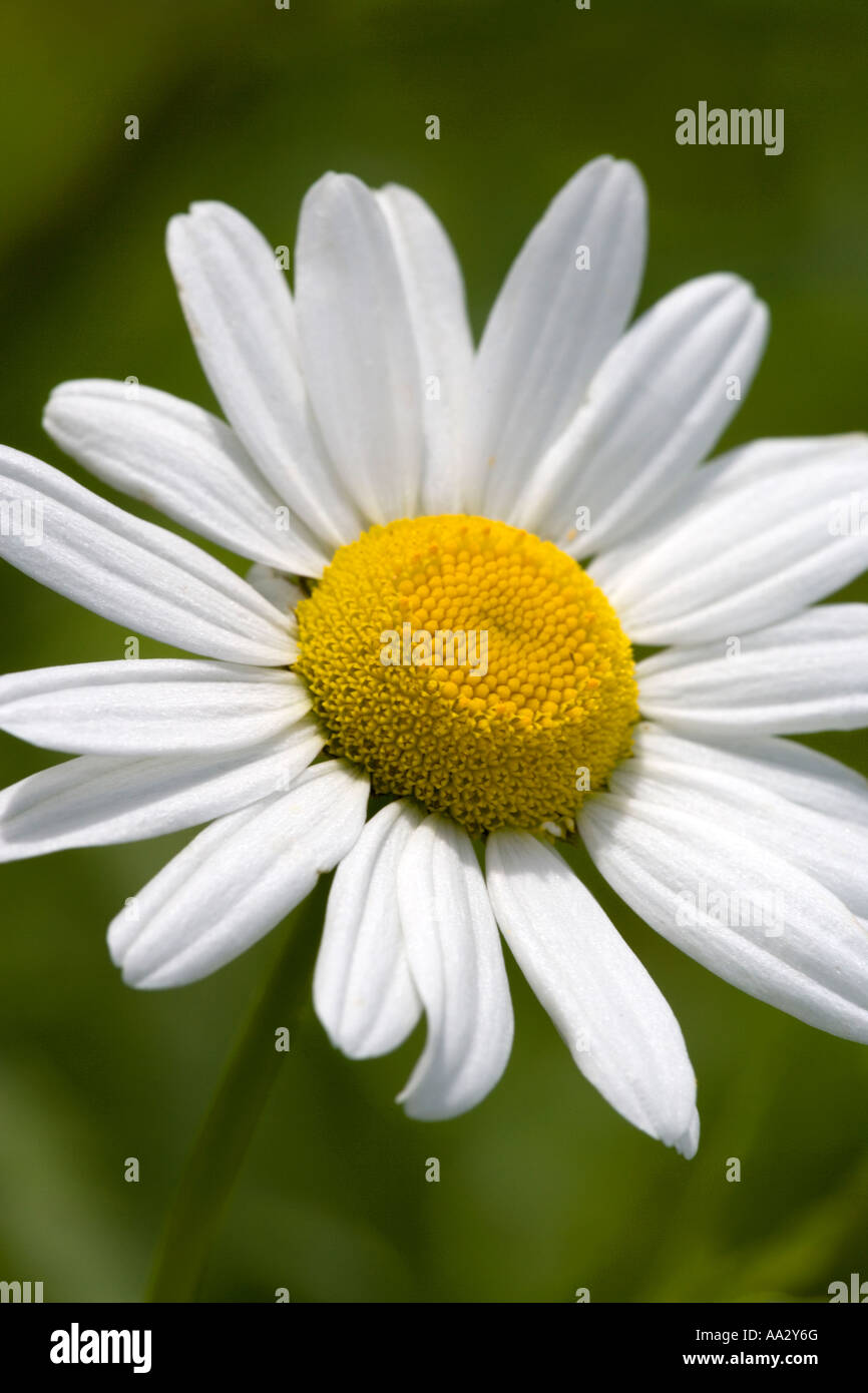 Eine einsame Oxeye Daisy (Leucanthemum vulgare), fotografiert vor einem sanften grünen Hintergrund Stockfoto