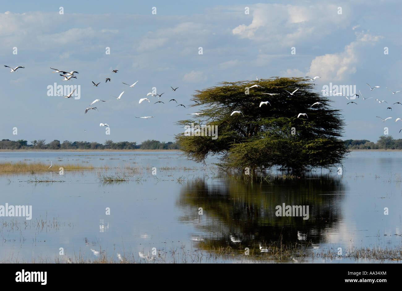 Vögel im Flug Chobe Fluss Botswana-Südafrika Stockfoto