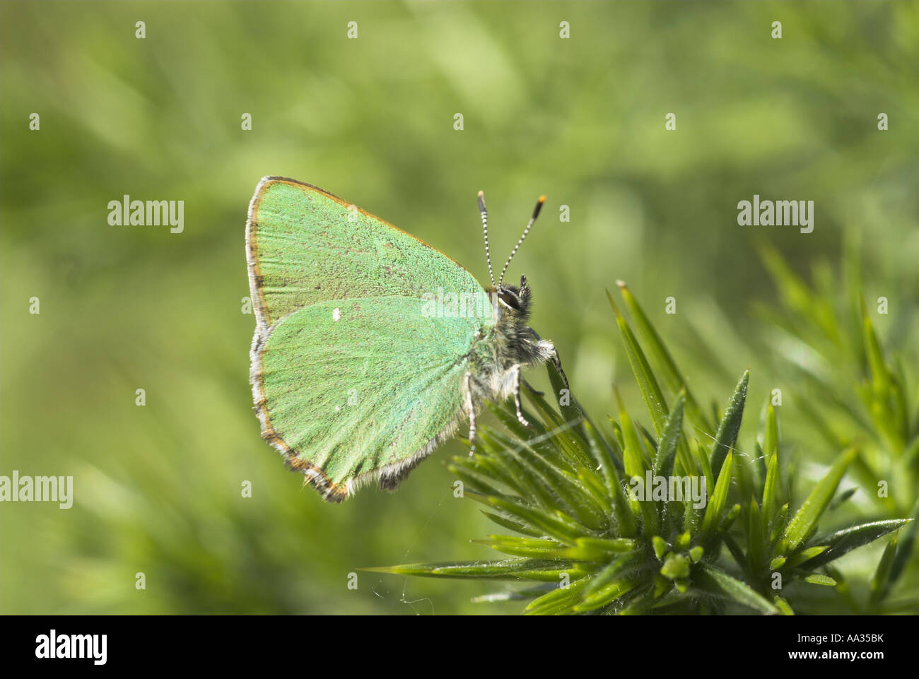 Schmetterling grün Zipfelfalter Callophrys Rubi auf Ginster Bush UK kann Stockfoto