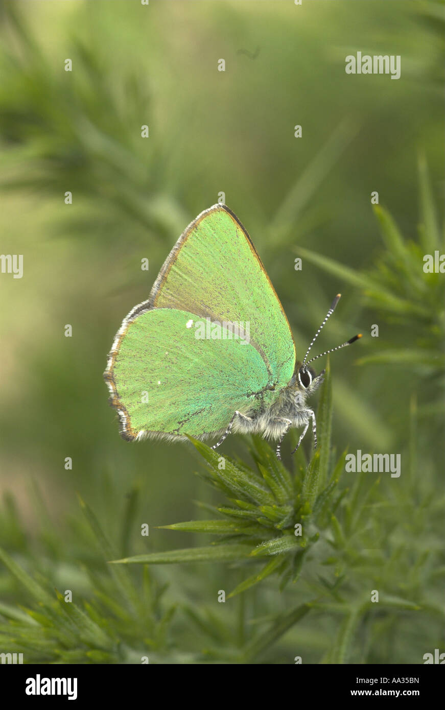 Schmetterling grün Zipfelfalter Callophrys Rubi auf Ginster Bush UK kann Stockfoto