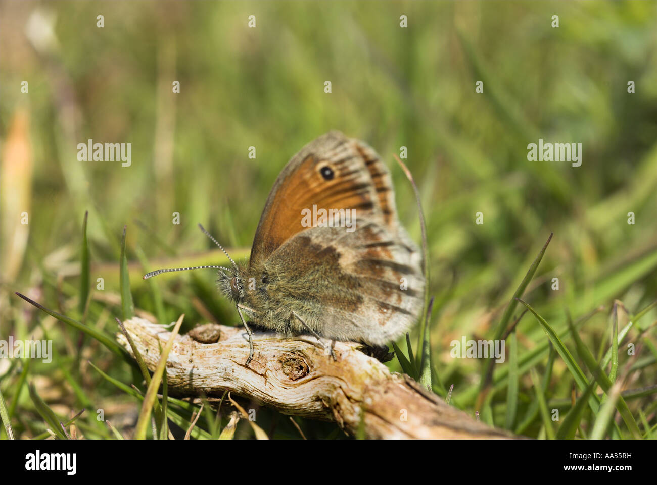 Schmetterling Small Heath Coenonympha Pamphilus Aalen auf Heide Stock UK Mai Stockfoto