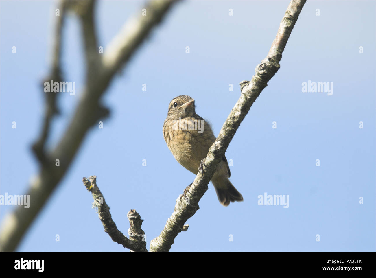 Schwarzkehlchen Saxicola Rubetra flügge neu juvenile gehockt Eberesche UK Mai Stockfoto