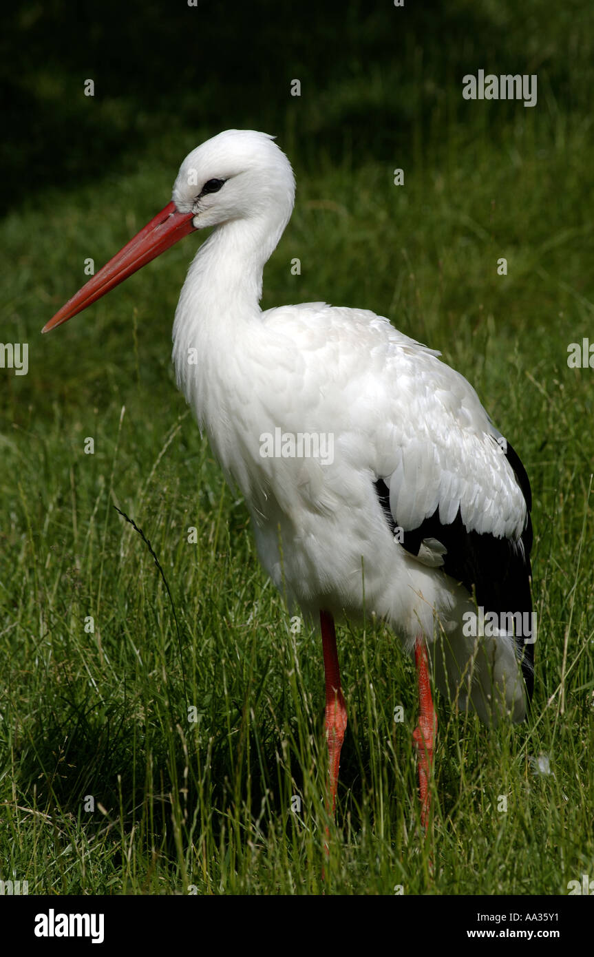 Sylt-Storch im privaten Zoo in Tinnum Stockfoto