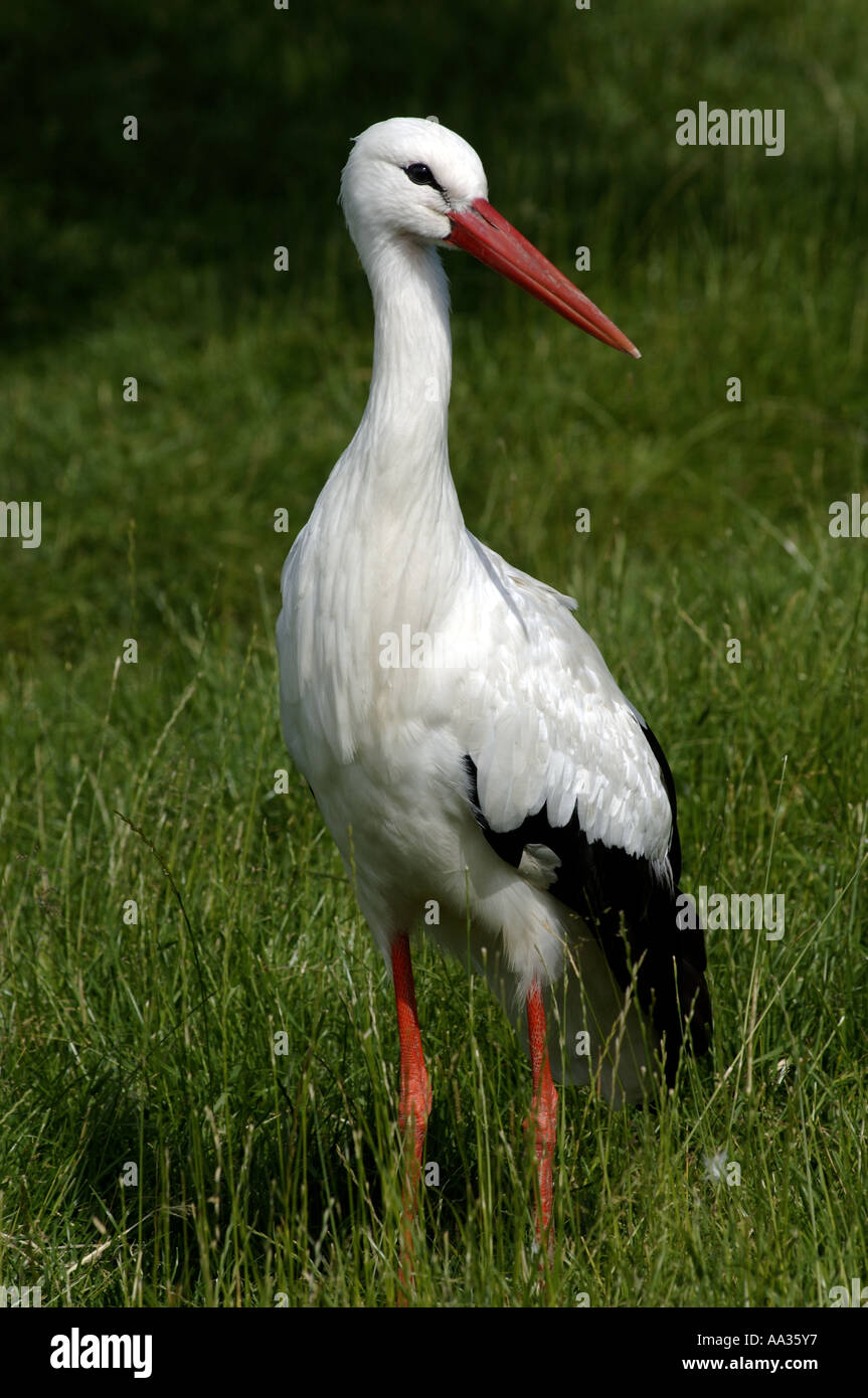 Sylt, Storch im privaten Zoo in Tinnum Stockfoto