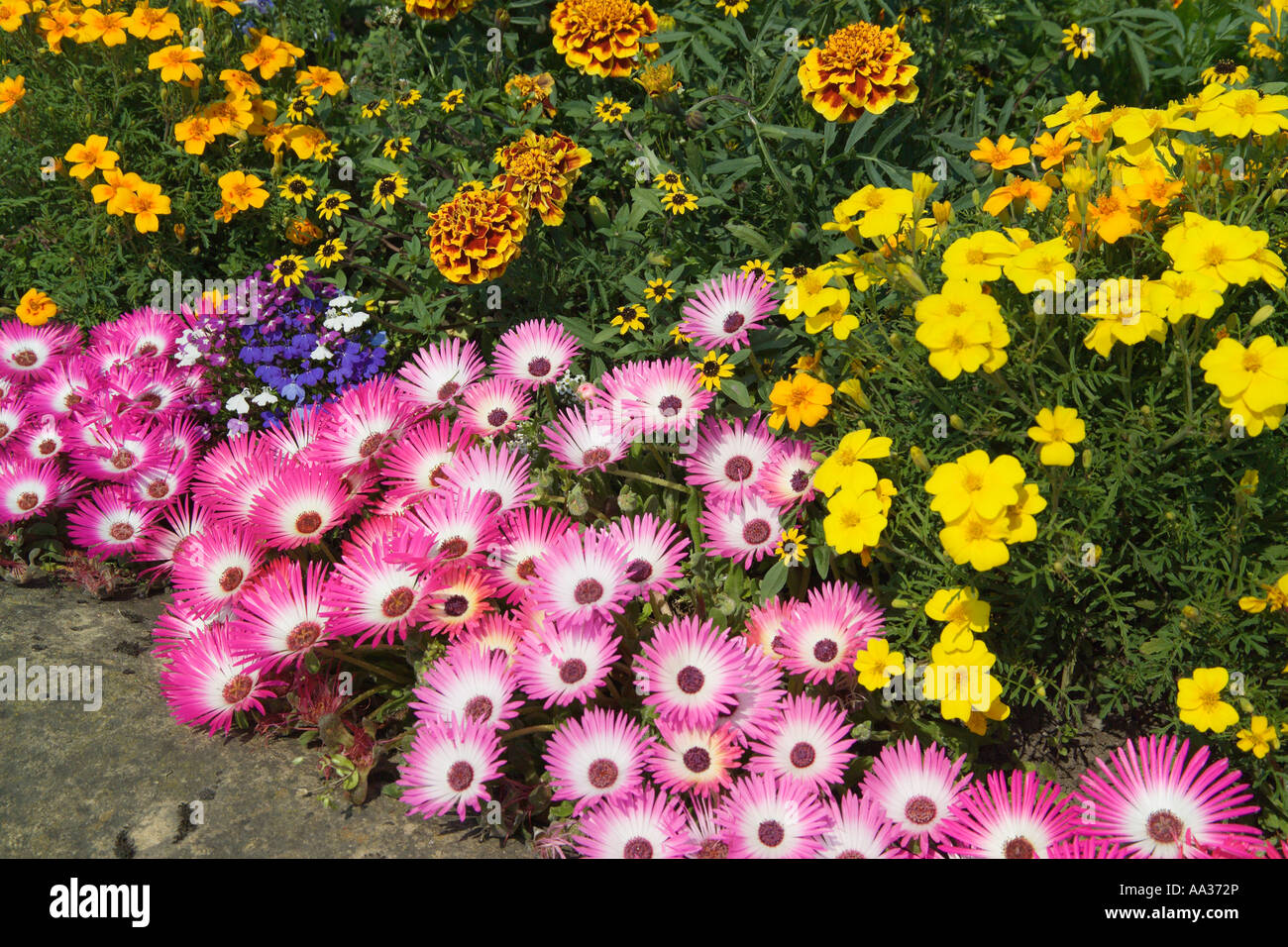 Mesembryanthemums und Ringelblumen Stockfoto