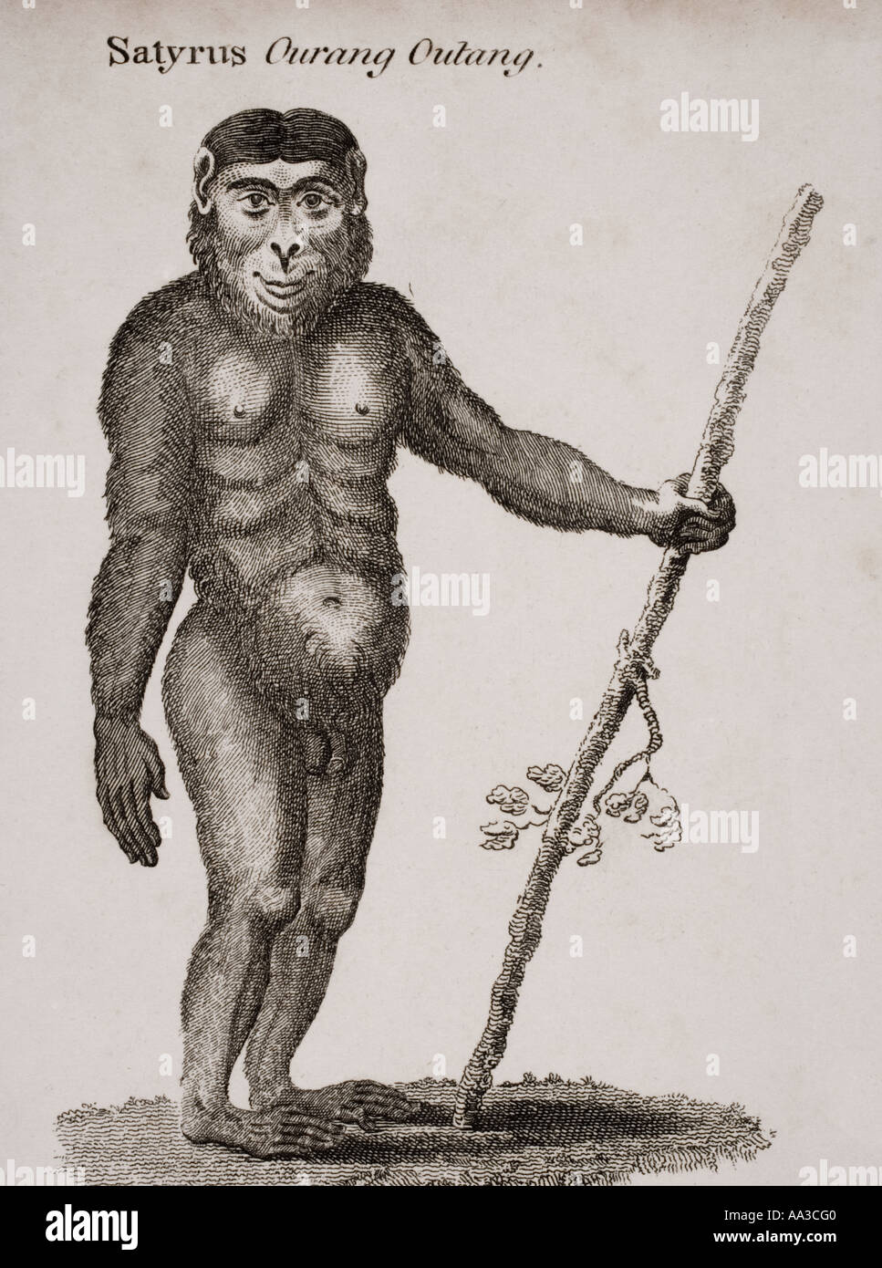 Satyrus Orang-Outang graviert von Barlow aus dem 18. Jahrhundert Stockfoto