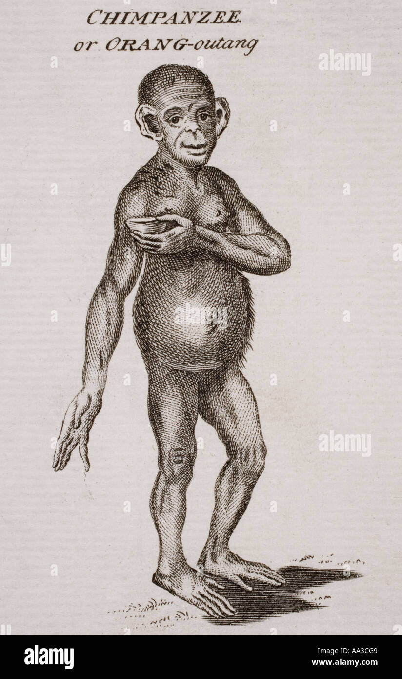 Schimpanse oder Orang Outang. Eingraviert von P Halpin aus dem 18. Jahrhundert Stockfoto