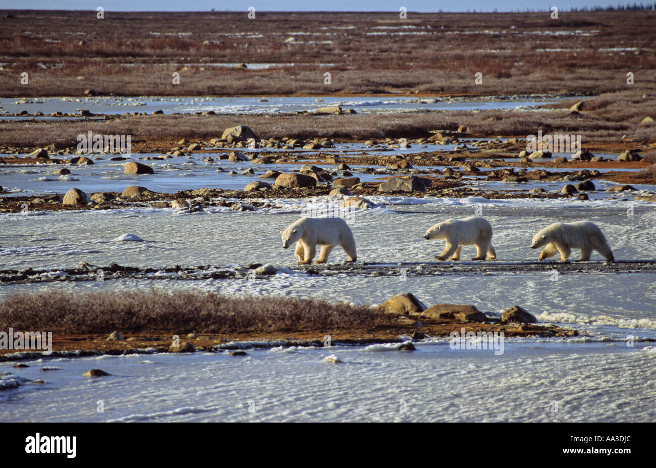 Eisbär Familie Churchill Manitoba Kanada Stockfoto