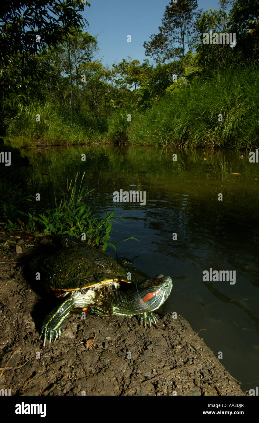 Panamalandschaft mit einer Rotohr-Gleitschildkröte, Chrysemys ornata, neben einem Teich im Metropolitan Naturpark, Republik Panama, Mittelamerika. Stockfoto