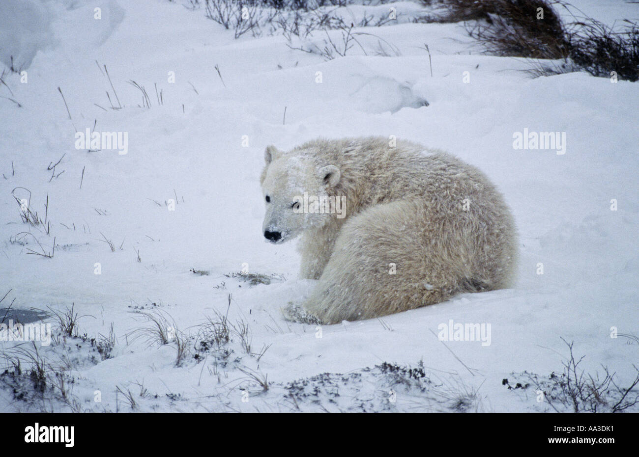 Polar Bear Cub eingebettet in ein Snowbank Churchill Manitoba Kanada Stockfoto