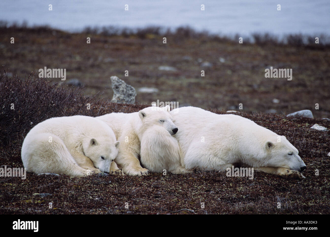 Eisbär-Familie wartet auf Schnee und winter Stockfoto
