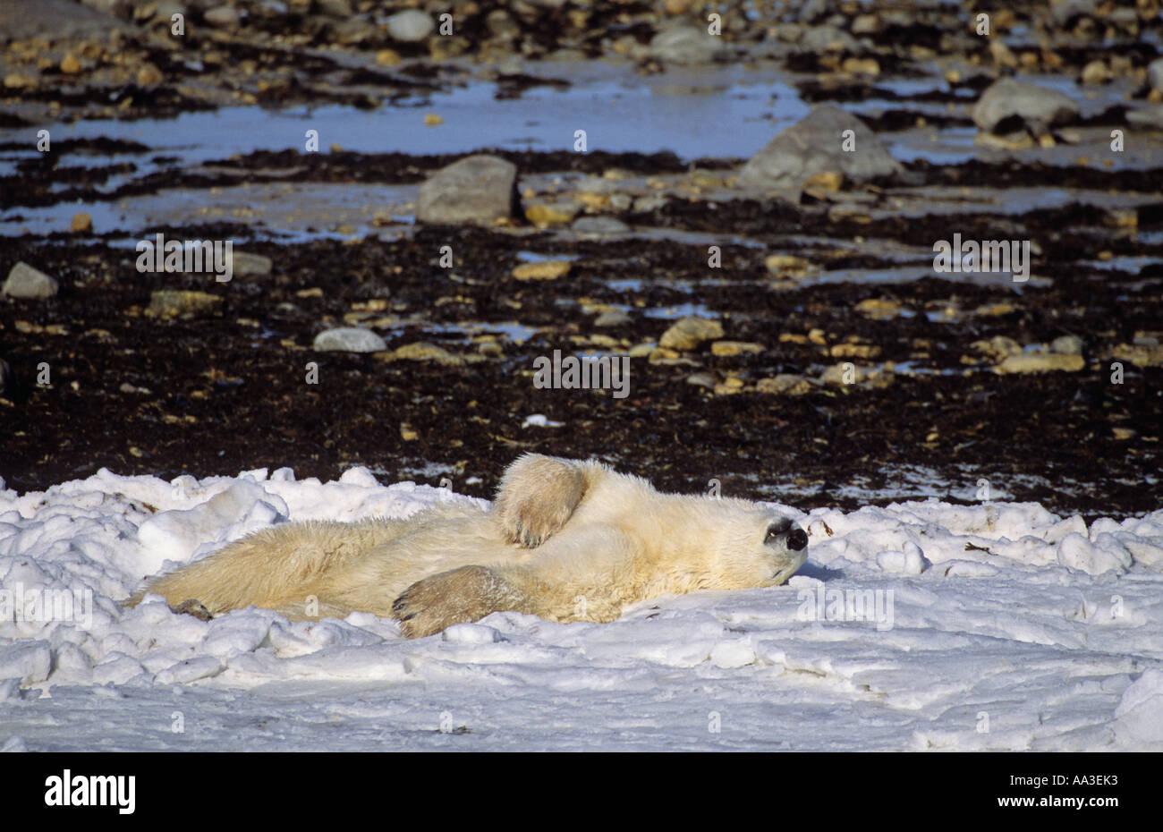 Faule Eisbär entspannend in der warmen Sonne Churchill Manitoba Kanada Stockfoto