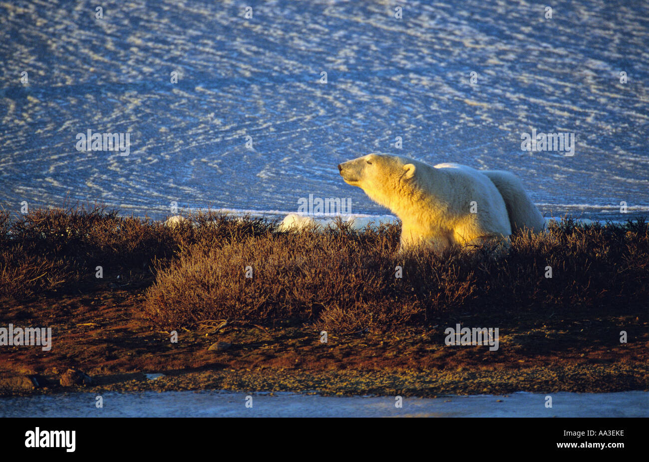 Eisbär zum Entspannen in der warmen Morgen Sonne Churchill Manitoba Kanada Stockfoto