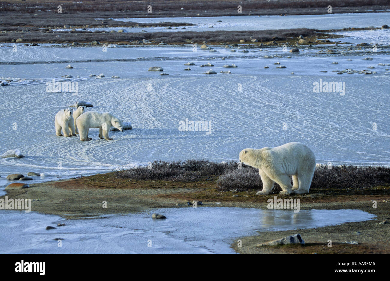 Eisbär-Mutter und Welpen konfrontieren einen größeren männlichen Eisbären Churchill Manitoba Kanada Stockfoto