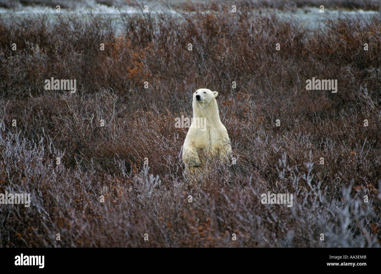 Eisbär stehend Blick über Weiden Churchill Manitoba Kanada Stockfoto