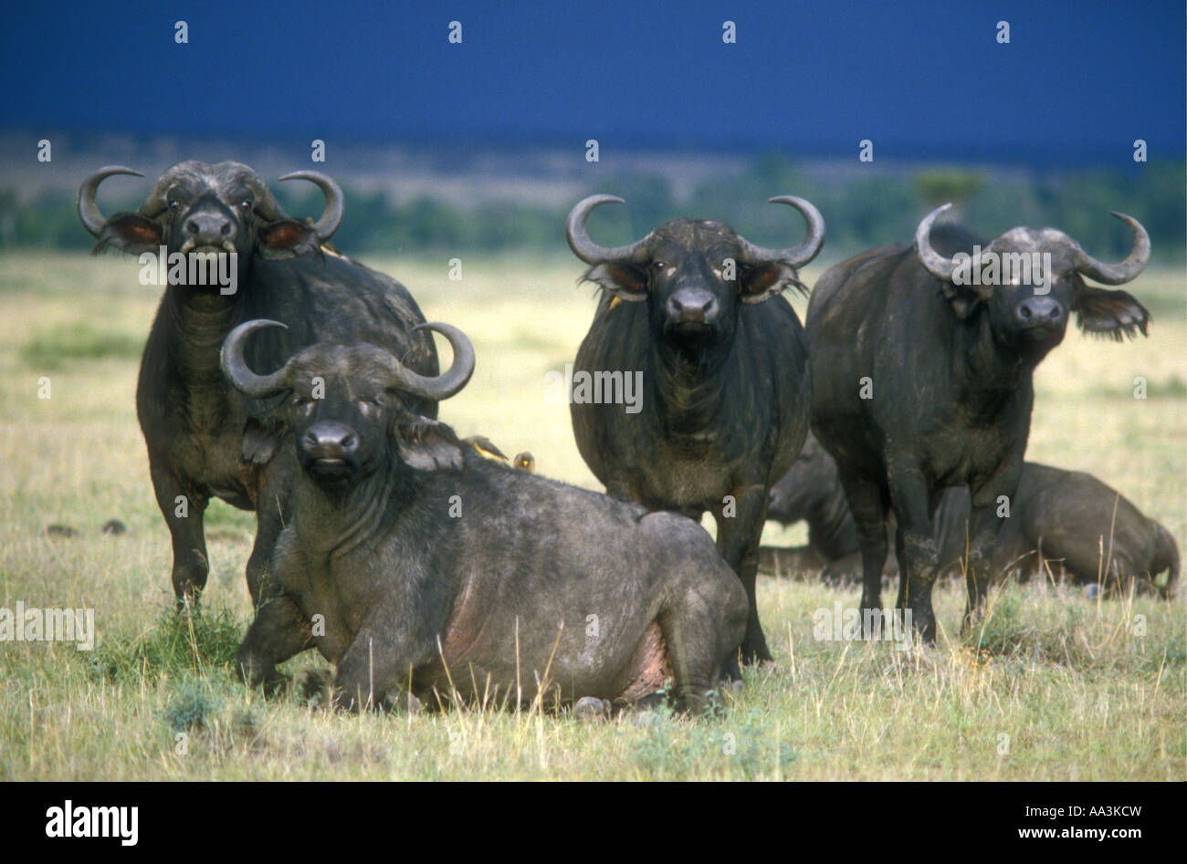 Vier männliche Kaffernbüffel in der Masai Mara National Reserve Kenia in Ostafrika Stockfoto