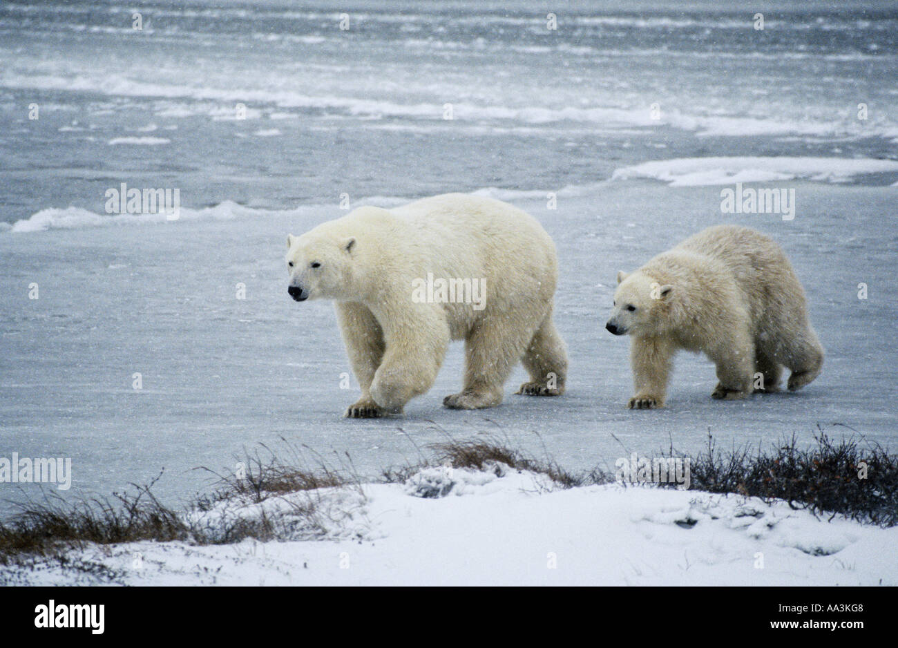 Eisbär-Mutter und junges, Nordkanada in der subarktischen Region. Stockfoto