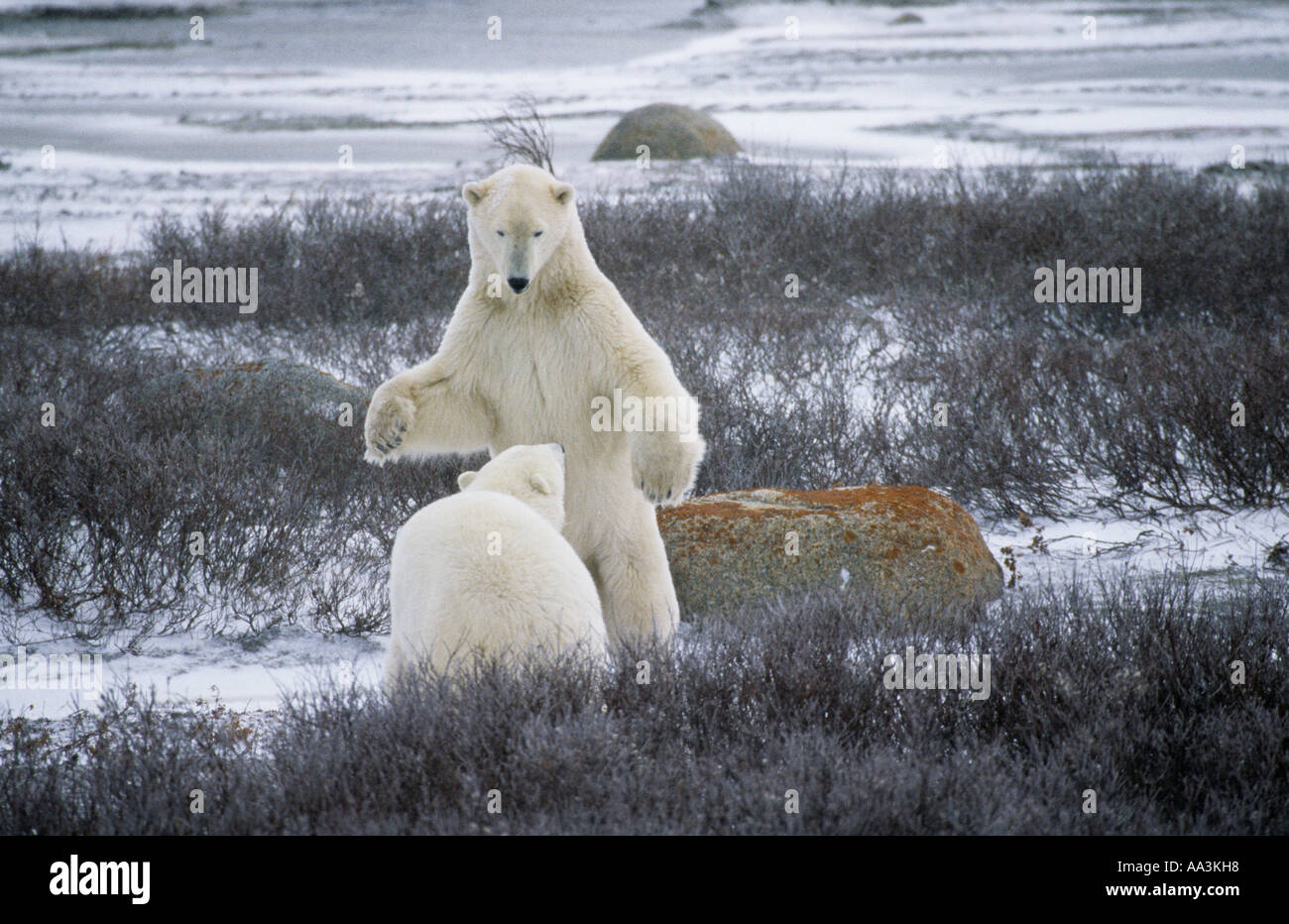 Eisbären Churchill Manitoba Kanada Stockfoto
