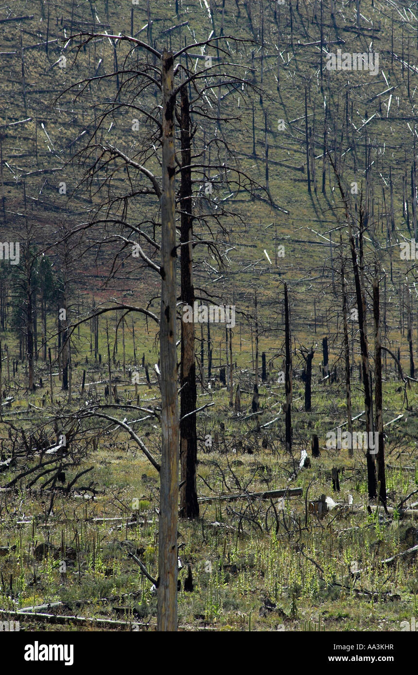 Ein Blick auf Feuer beschädigt Wald (vertikal). Stockfoto