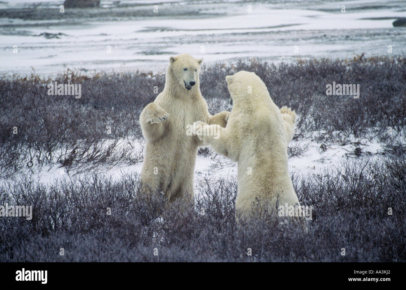 Eisbären Playfighting, Churchill Manitoba Kanada Stockfoto