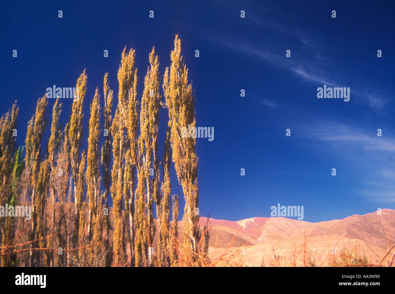 Pappeln und Himmel im nördlichen Argentinien Puna Stockfoto