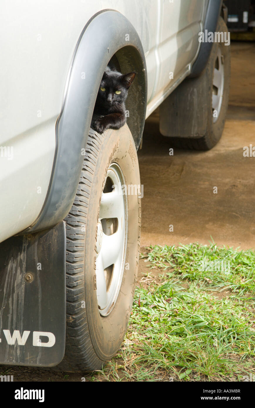 Schwarze Katze spähte aus Rad und der Pickup-Truck Kauai Hawaii Stockfoto