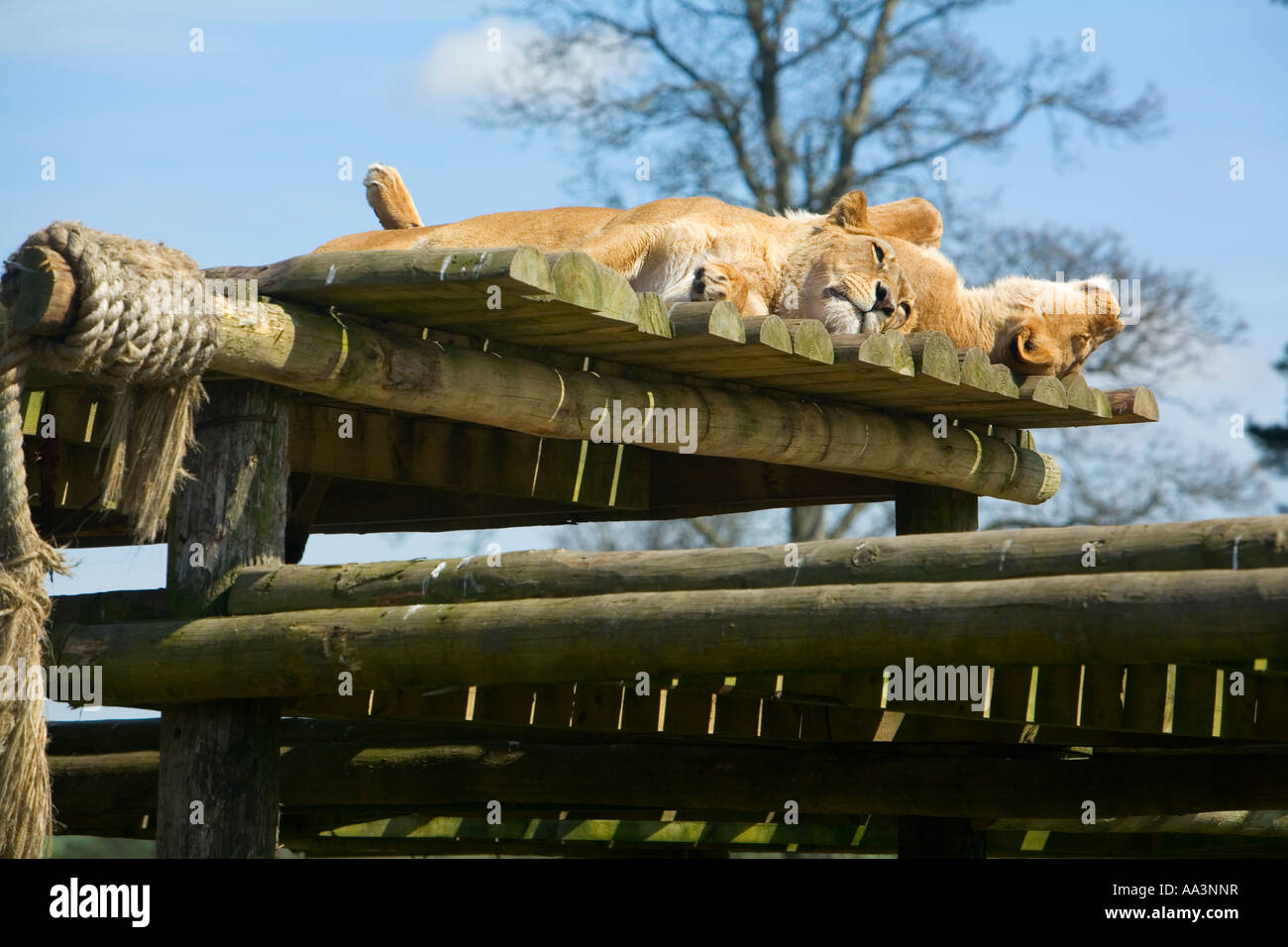 Afrikanische Löwen schlafen auf Podest im Safari-park Stockfoto