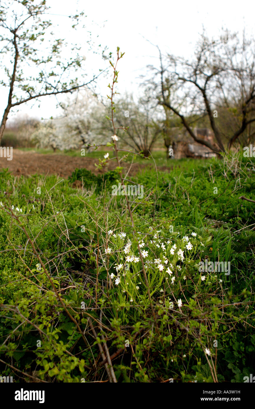 wilden Frühlingsblumen in alten Hecke Belgrad Serbien Stockfoto