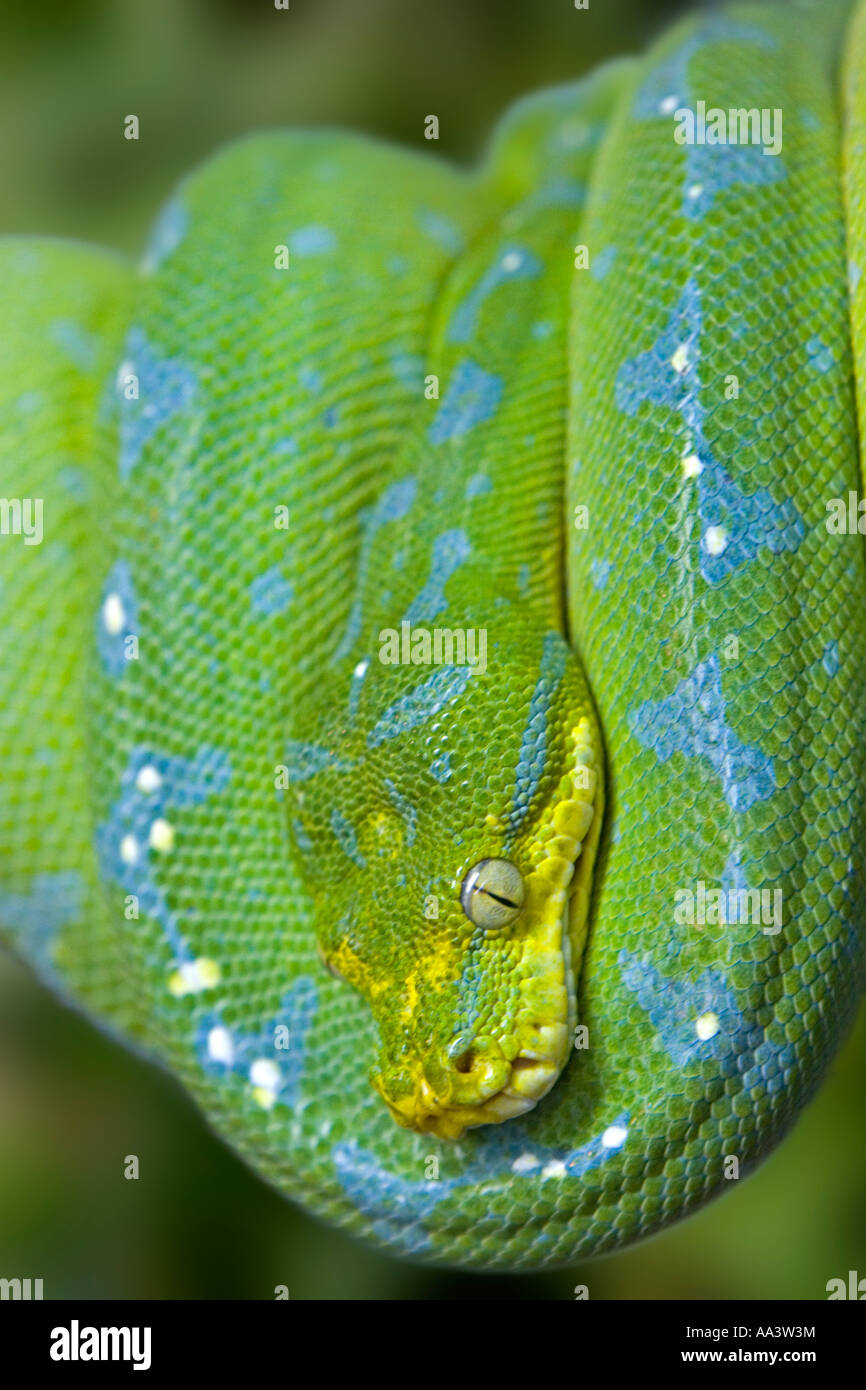 Ein Grüner Baumpython (Morelia Viridis) schlafen auf einem Baum Stockfoto