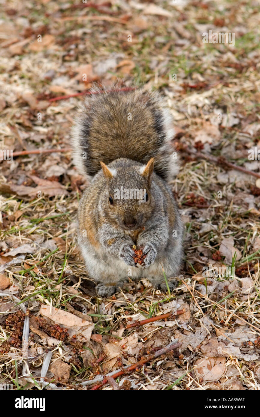 Ein Eichhörnchen Stockfoto