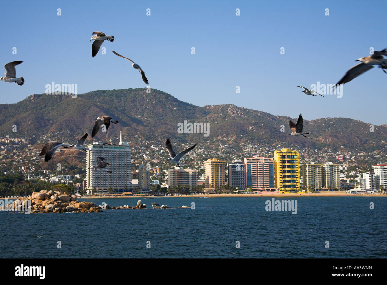 Eigentumswohnungen und Hotels am Strand, Möwen, Bucht von Acapulco, Acapulco, Bundesstaat Guerrero, Mexiko Stockfoto