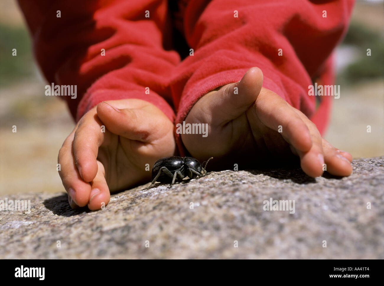 Zum Schutz der Hände des Kindes eines schwarzen Käfers auf einem Stein Stockfoto