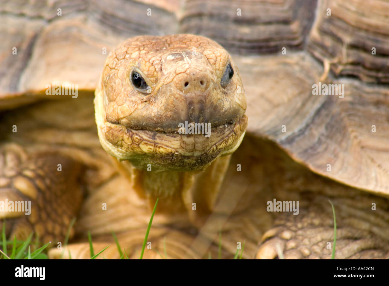 Riesige Schildkröte Geochelone sulcata Stockfoto