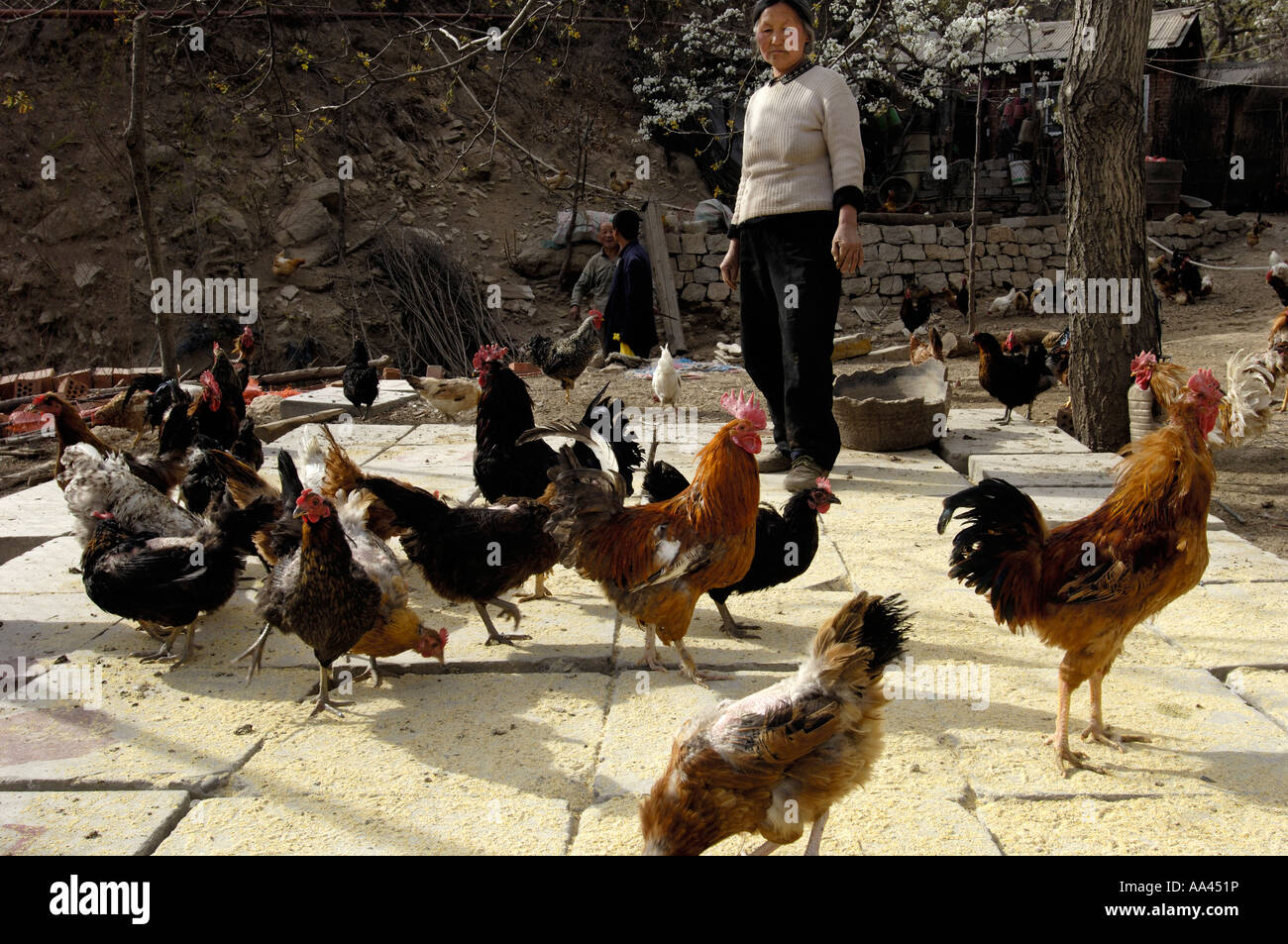 Chinesische Frau Fütterung Hühner zu Hause im ländlichen Beijing China 22. April 2006 Stockfoto