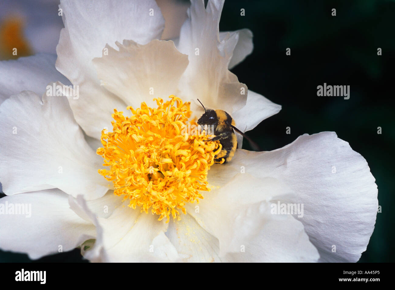 Biene bestäubt weiße Pfingstrose in einem Garten im Freien Schönheit in der Natur Stockfoto