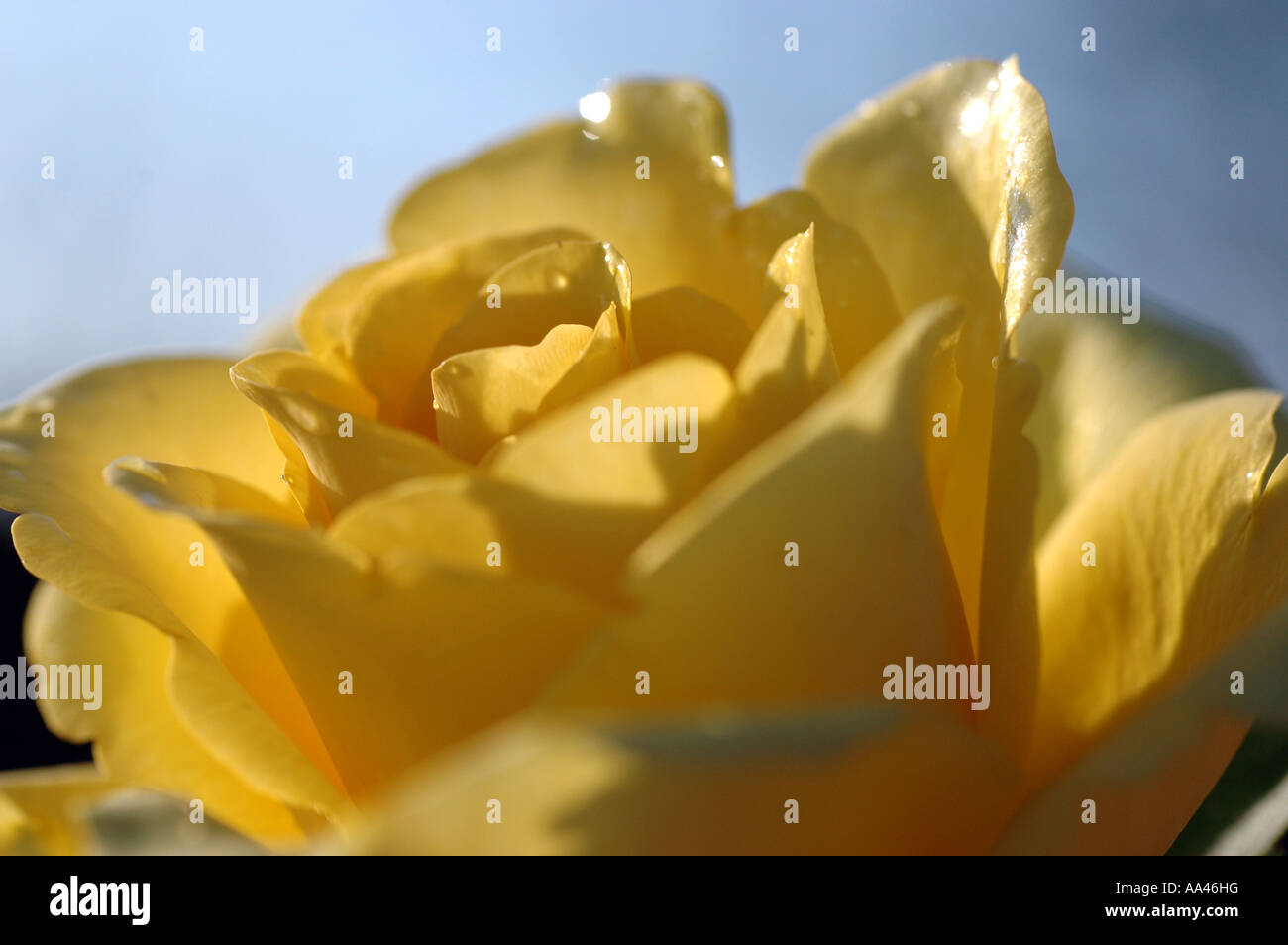 Gelbe Blume 3 Stockfoto